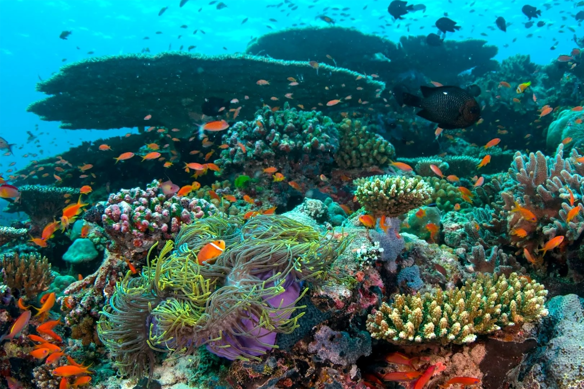 World Oceans Day