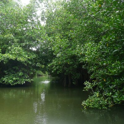 MANGROVE_WHO_WE_ARE MANGROVE_WHO_WE_ARE