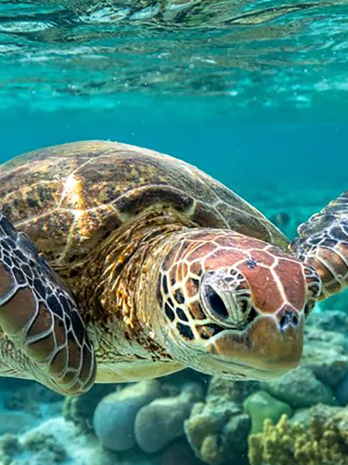 turtle bio diversity