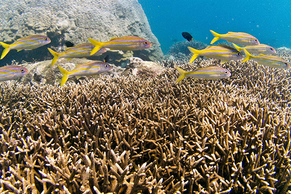 restore corals srilanka